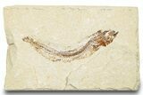Cretaceous Fossil Fish - Lebanon #248452-1